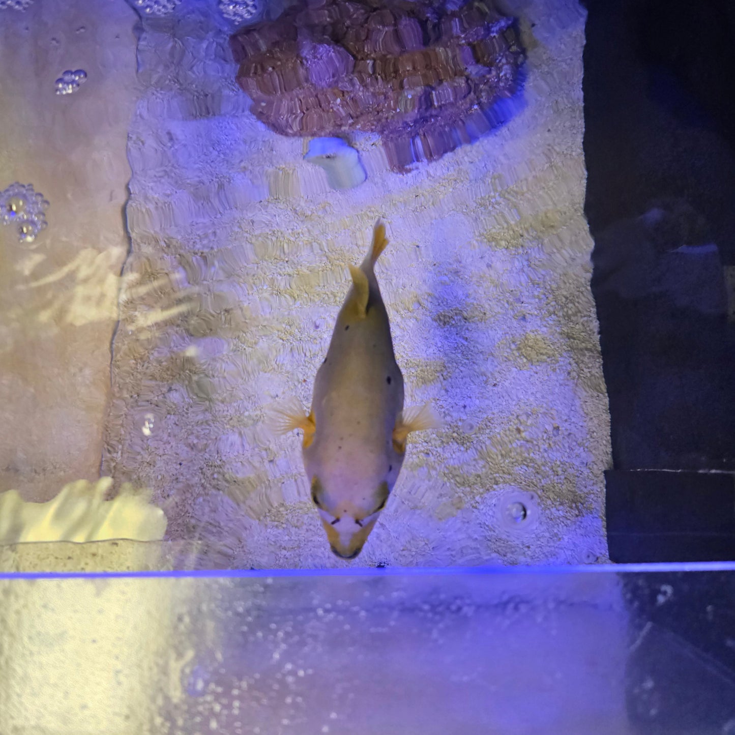 Yellow Belly Dogface Puffer