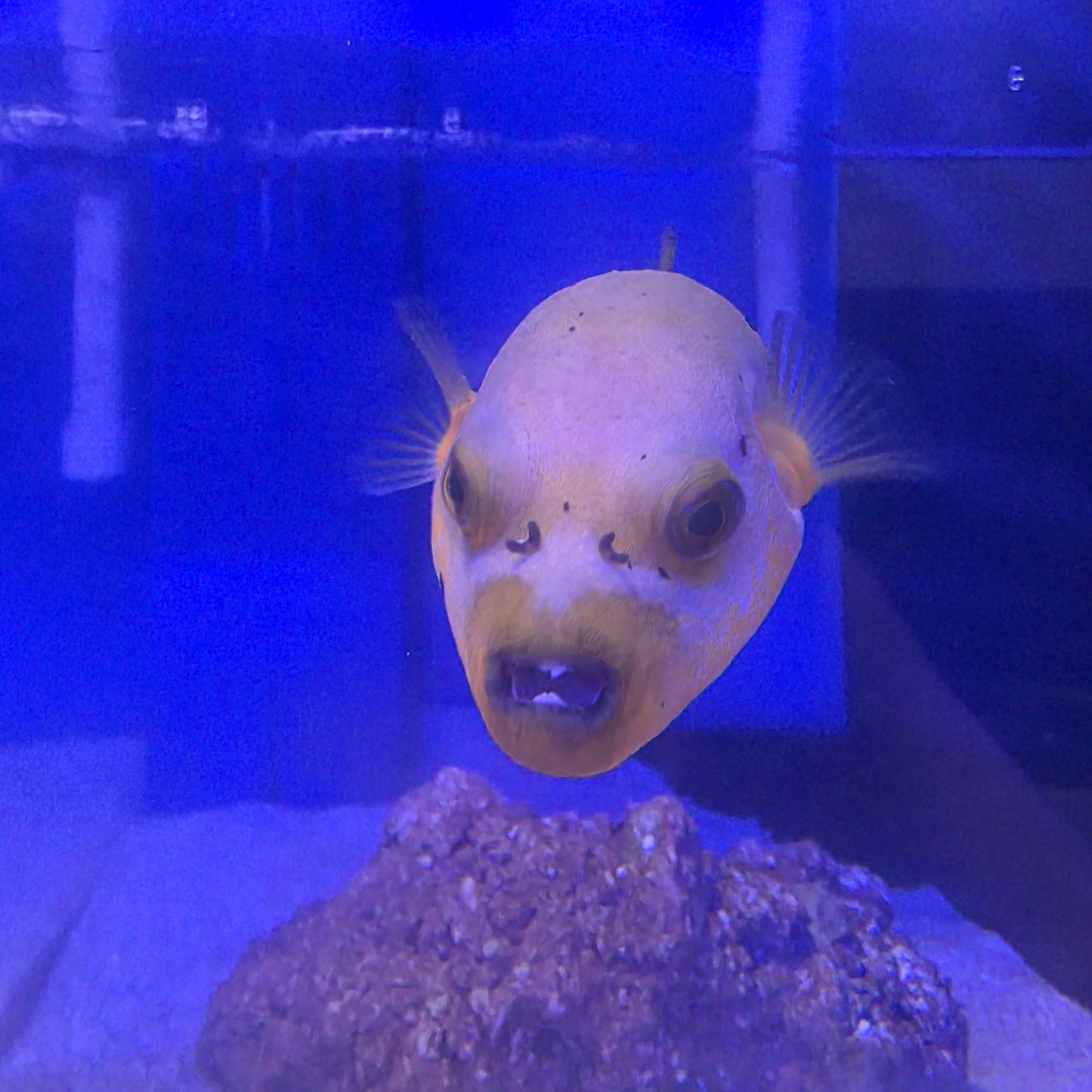 Yellow Belly Dogface Puffer