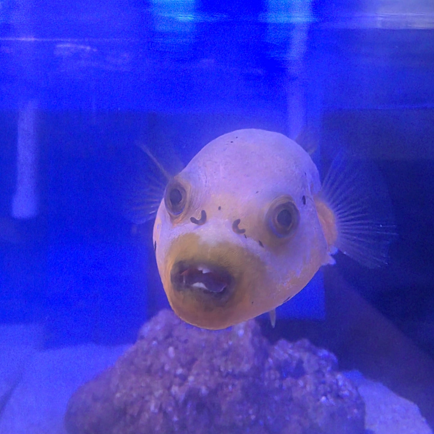 Yellow Belly Dogface Puffer