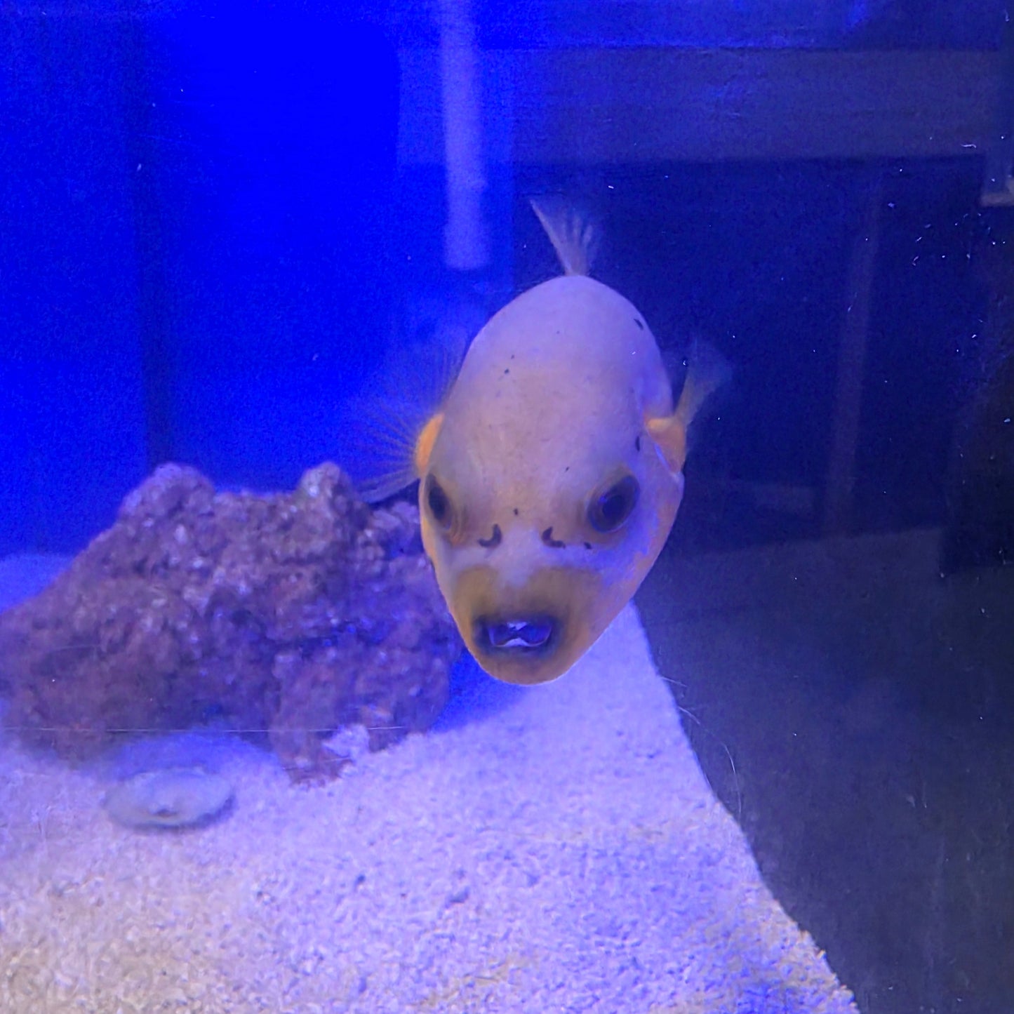 Yellow Belly Dogface Puffer