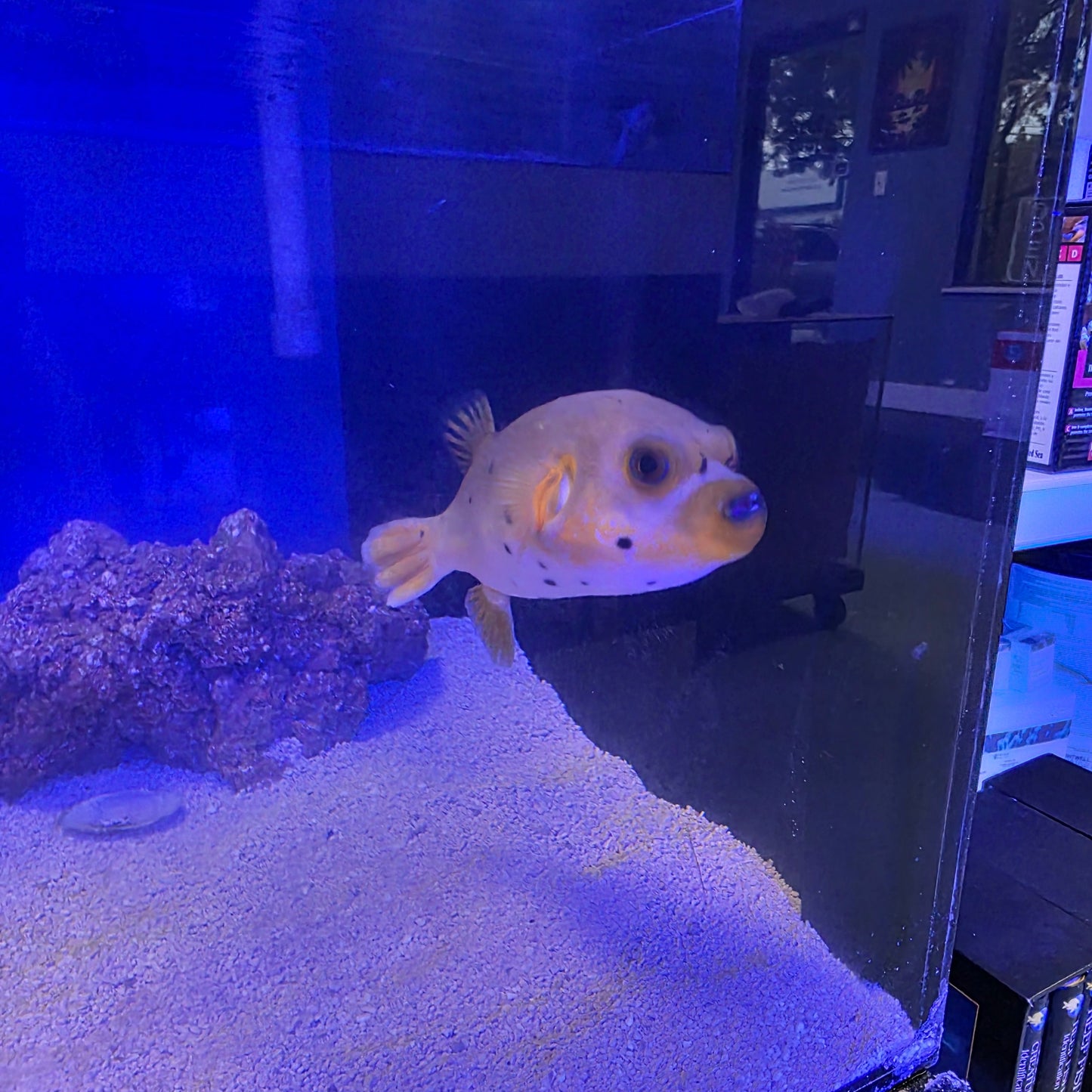 Yellow Belly Dogface Puffer
