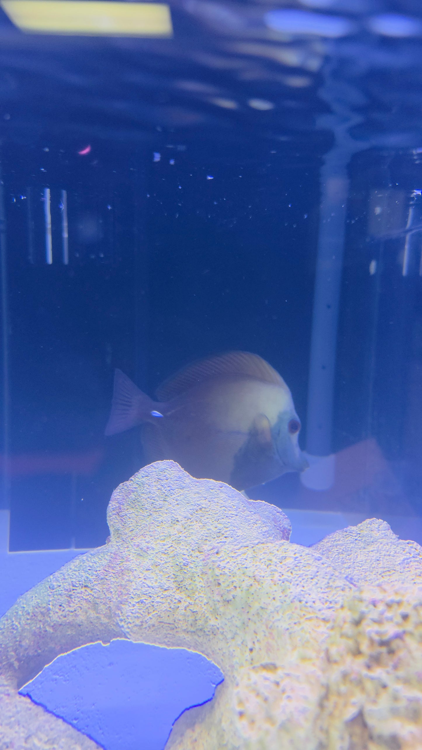 Blue Face Koi Tang