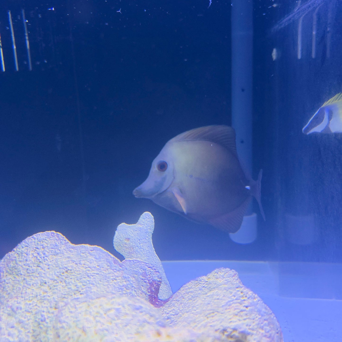Blue Face Koi Tang