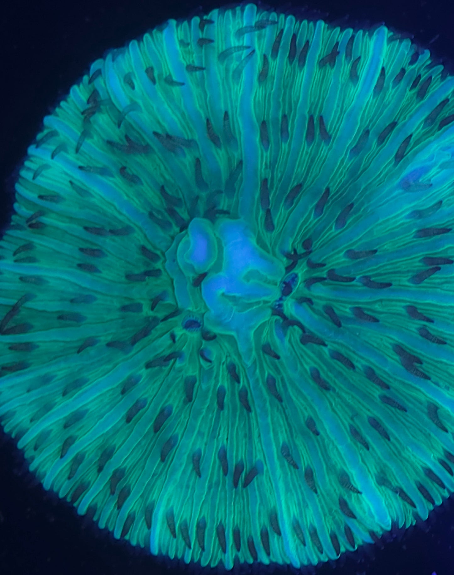 Green Plate Coral