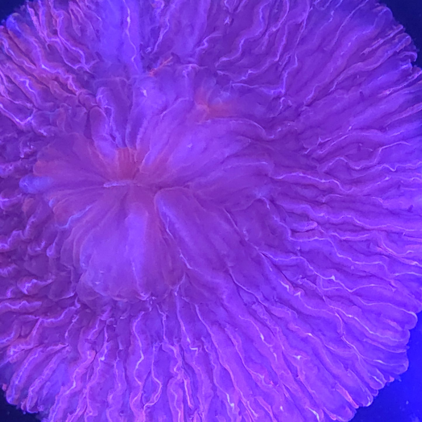 Red Plate Coral