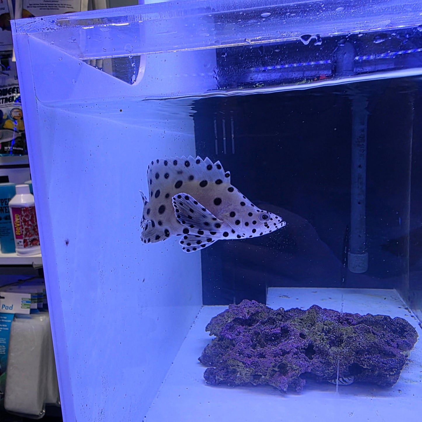 Panther Grouper