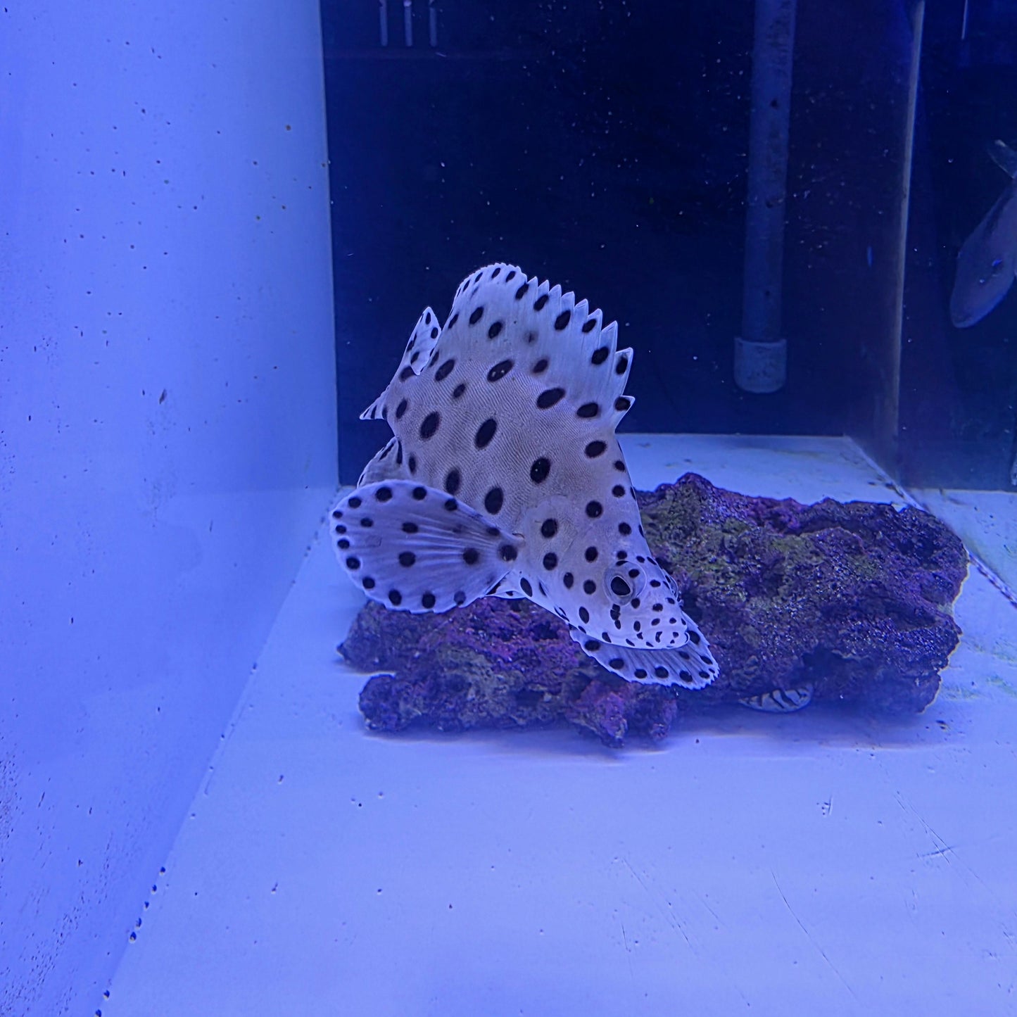 Panther Grouper