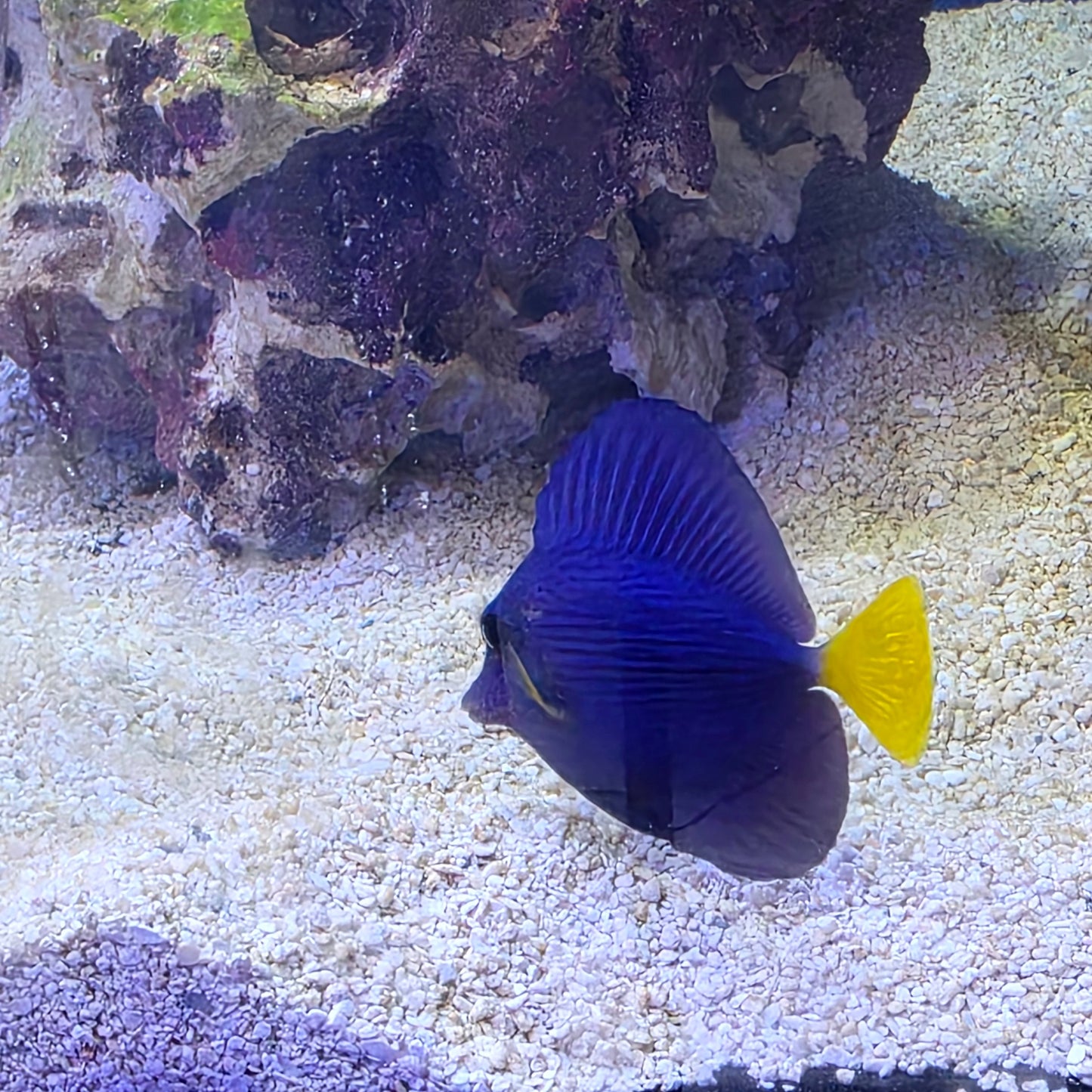 Indo Purple Tang (Small)