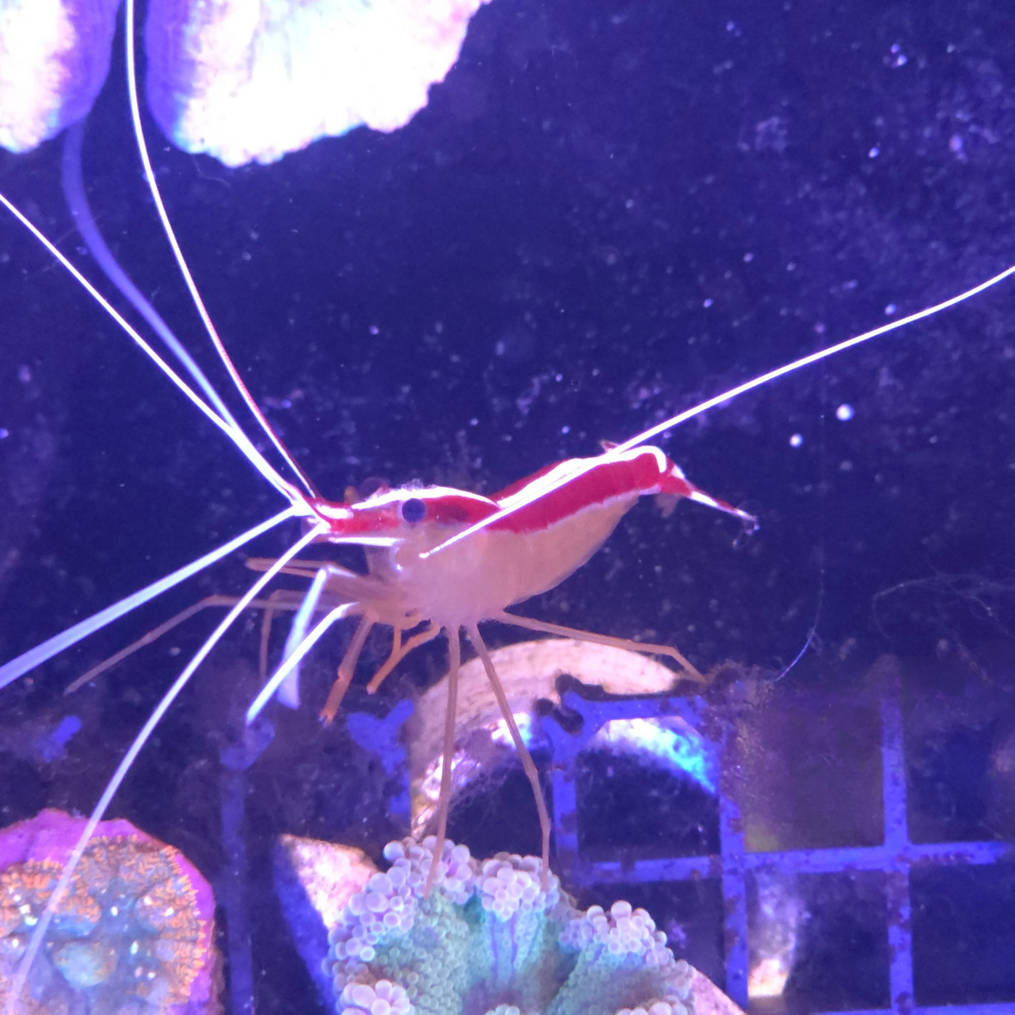 Skunk Cleaner Shrimp