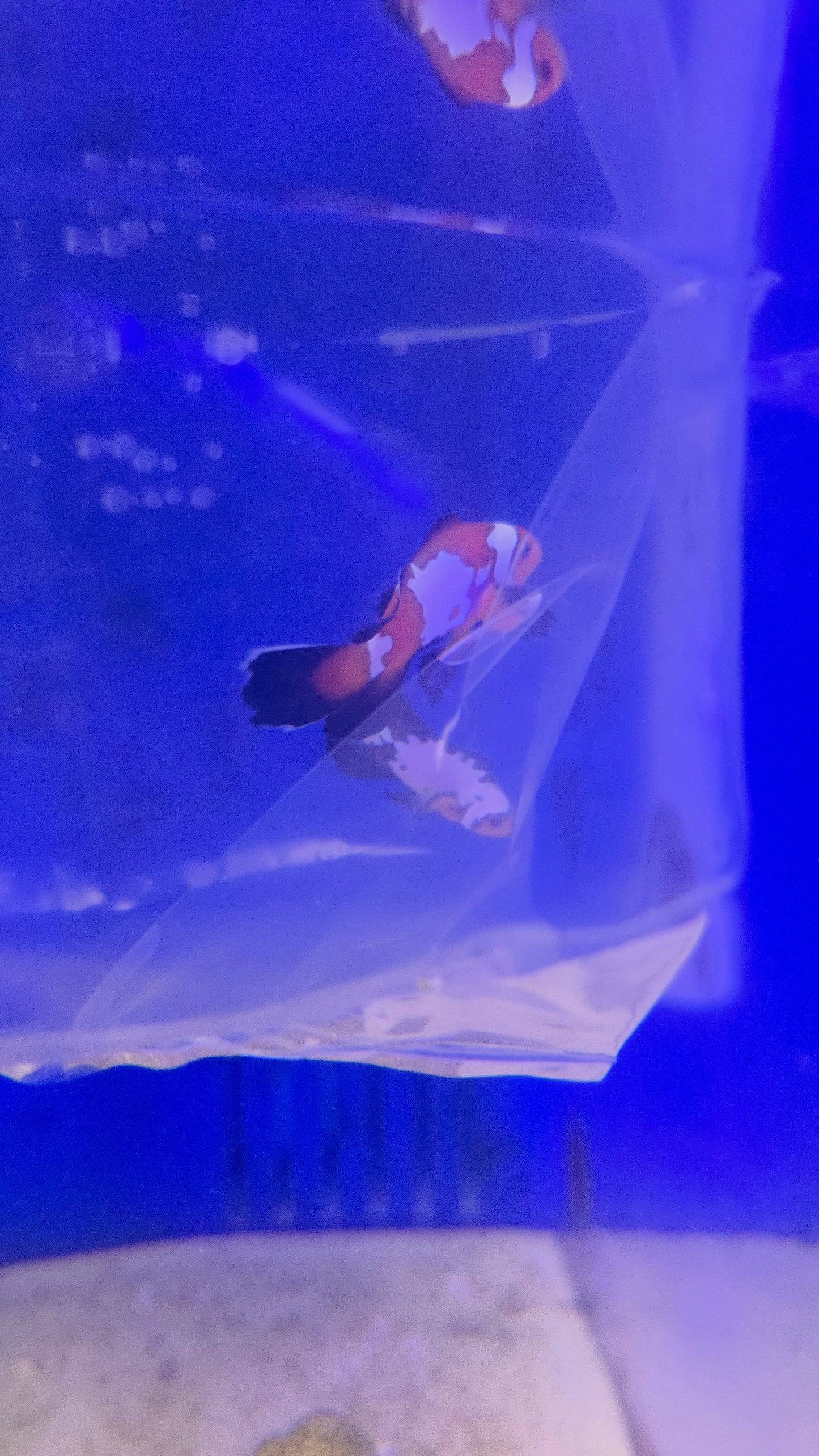 Longfin Extreme Grade Black Ice Snowflake Clownfish (Price Is For The Pair)