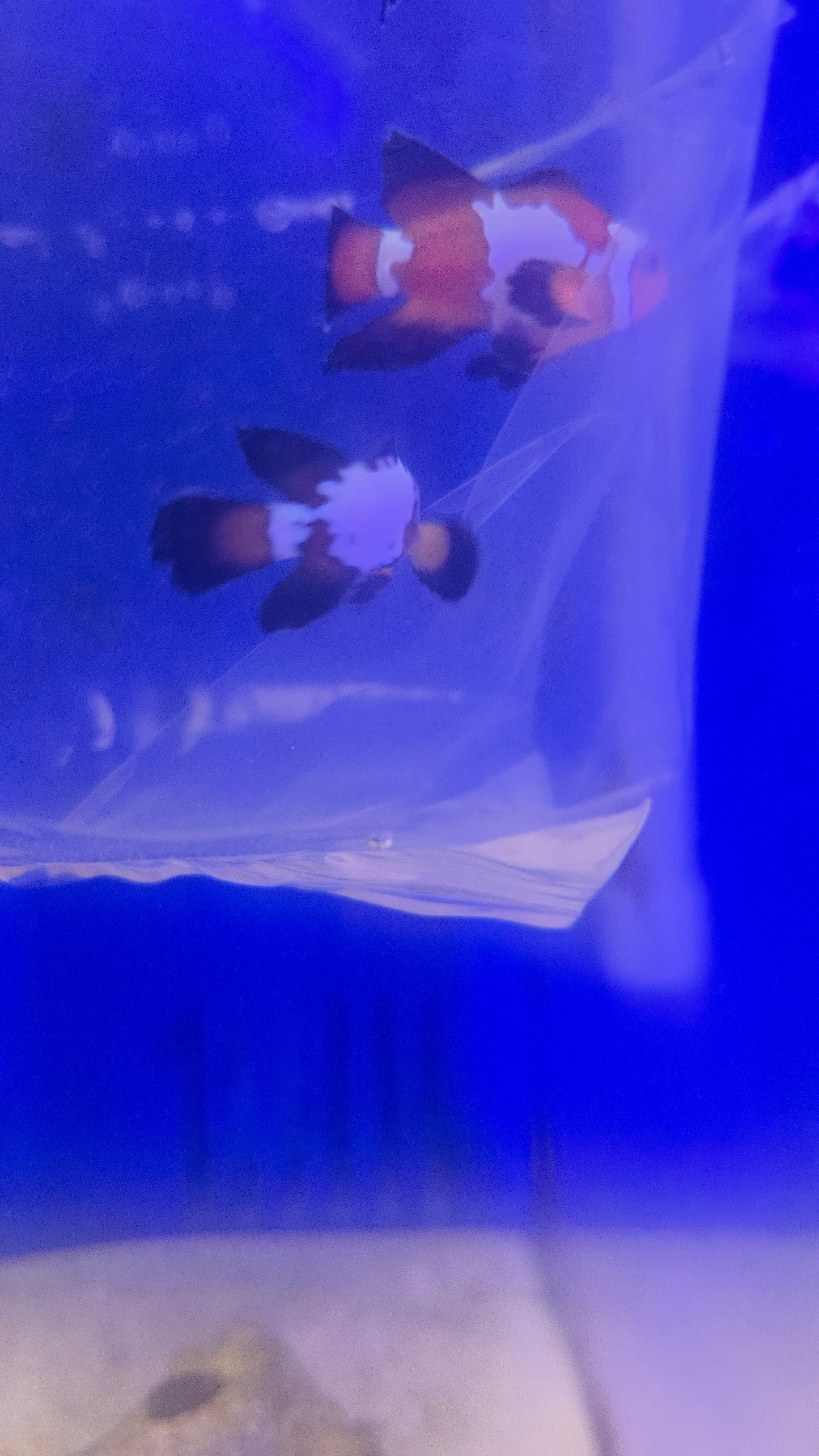 Longfin Extreme Grade Black Ice Snowflake Clownfish (Price Is For The Pair)