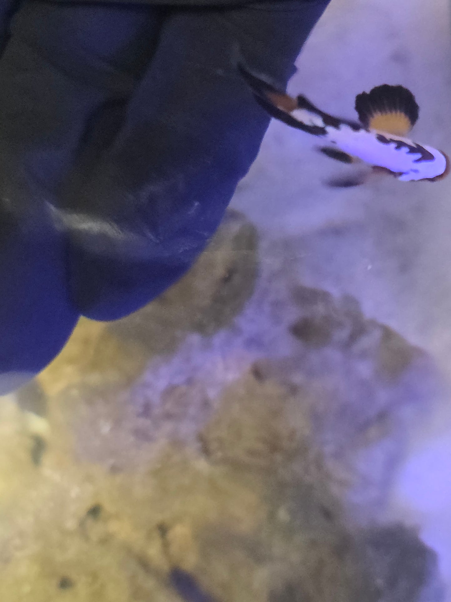 Longfin Extreme Grade Black Ice Snowflake Clownfish (Price Is For The Pair)