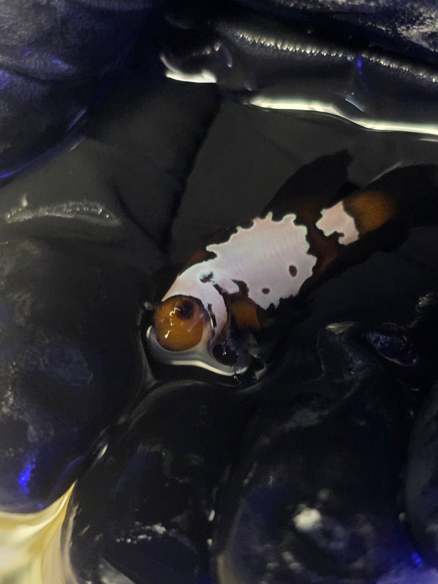 Longfin Extreme Grade Black Ice Snowflake Clownfish (Price Is For The Pair)