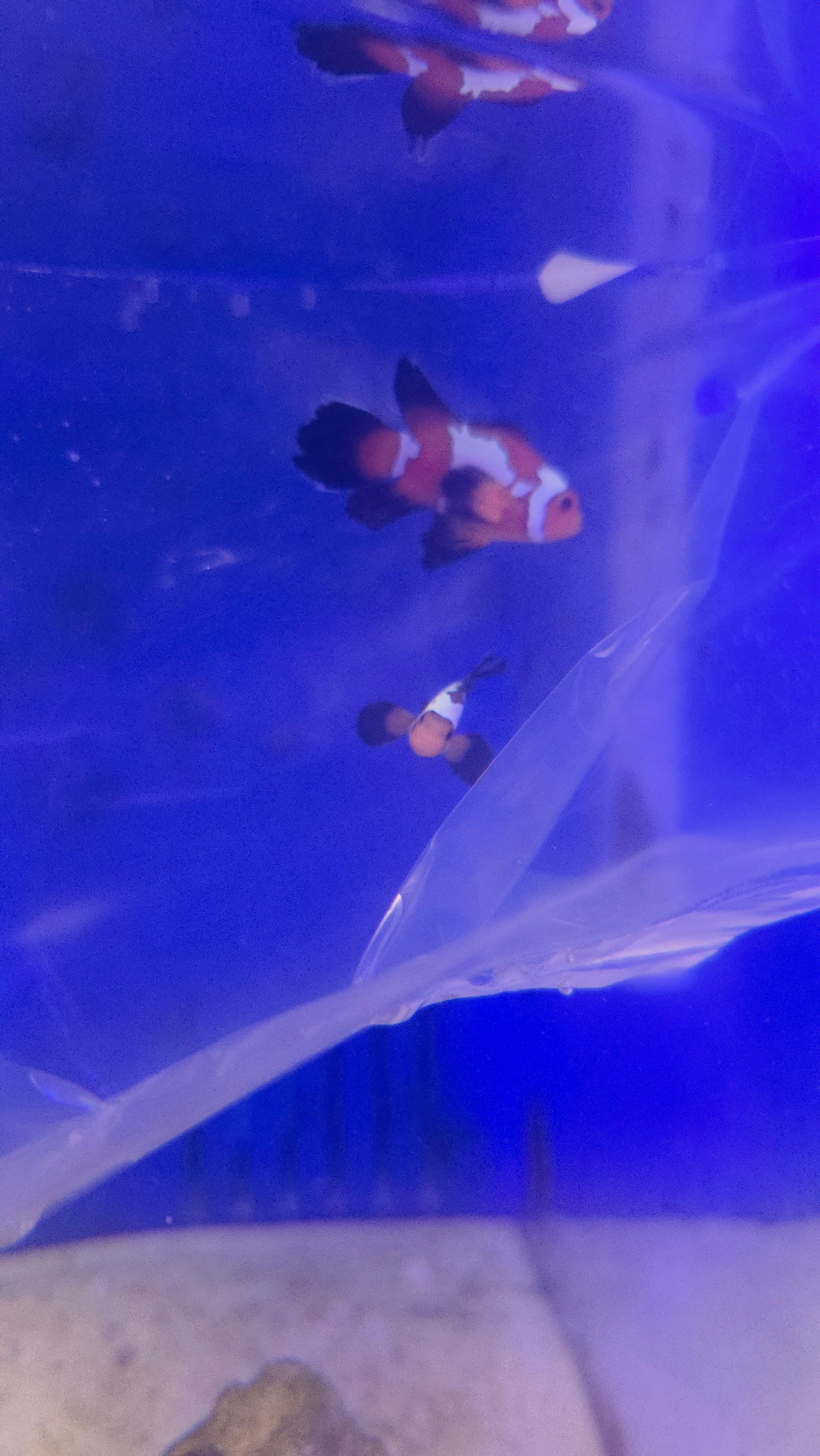Longfin Extreme Grade Black Ice Snowflake Clownfish (Price Is For The Pair)
