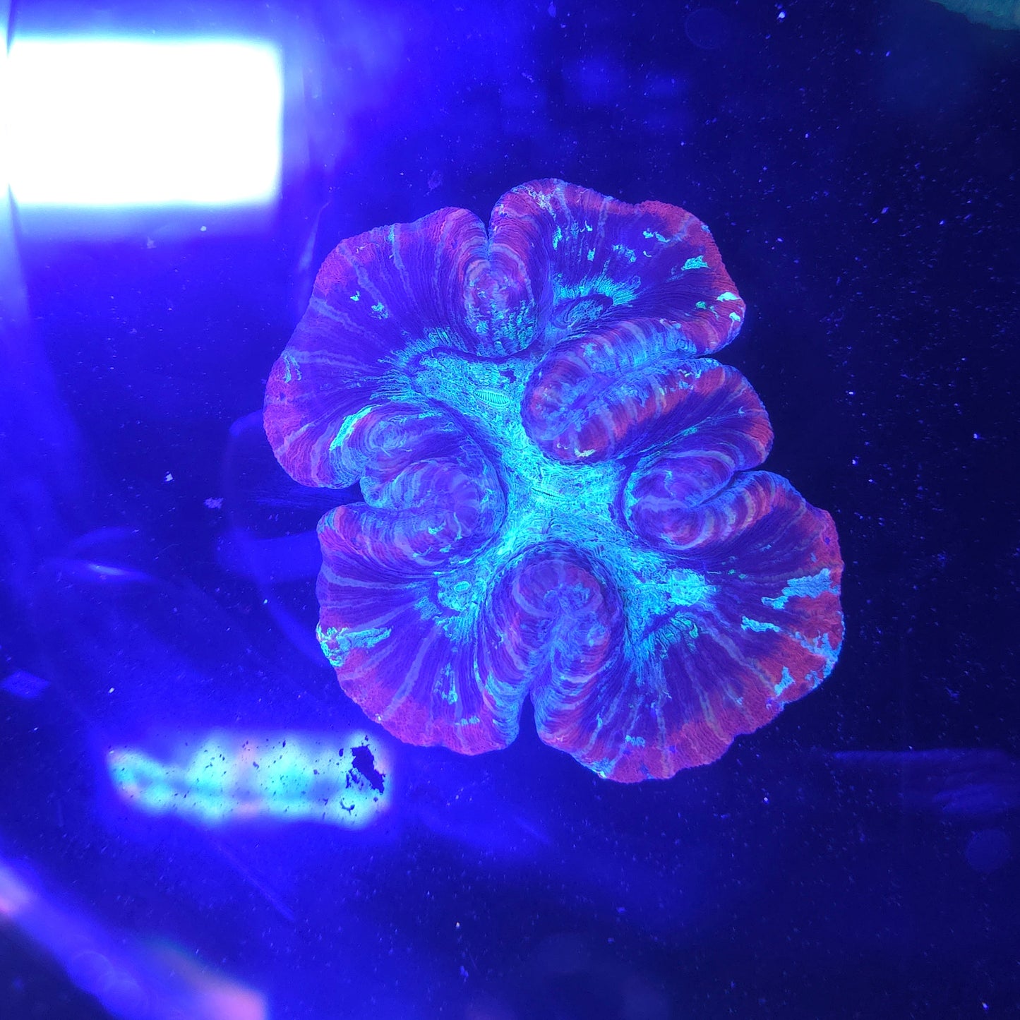 Trachyphyllia