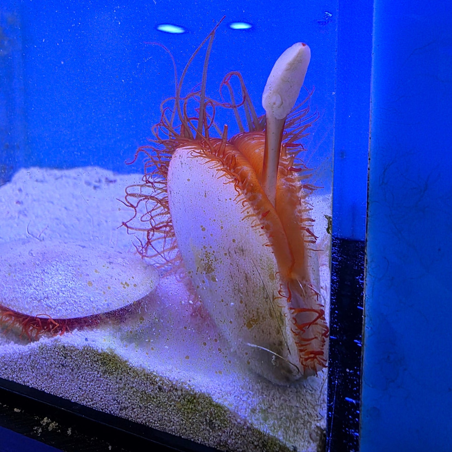 Electric Flame Scallops