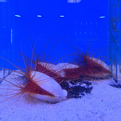 Electric Flame Scallops