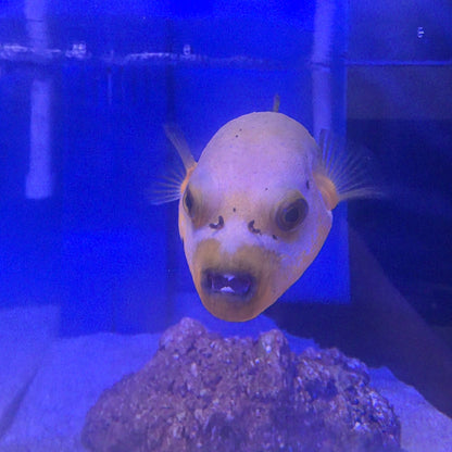 Yellow Belly Dogface Puffer