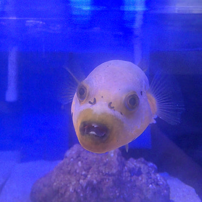 Yellow Belly Dogface Puffer
