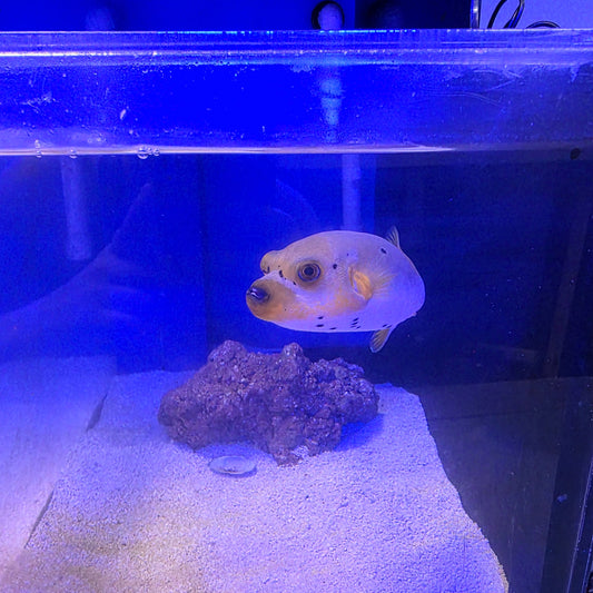 Yellow Belly Dogface Puffer