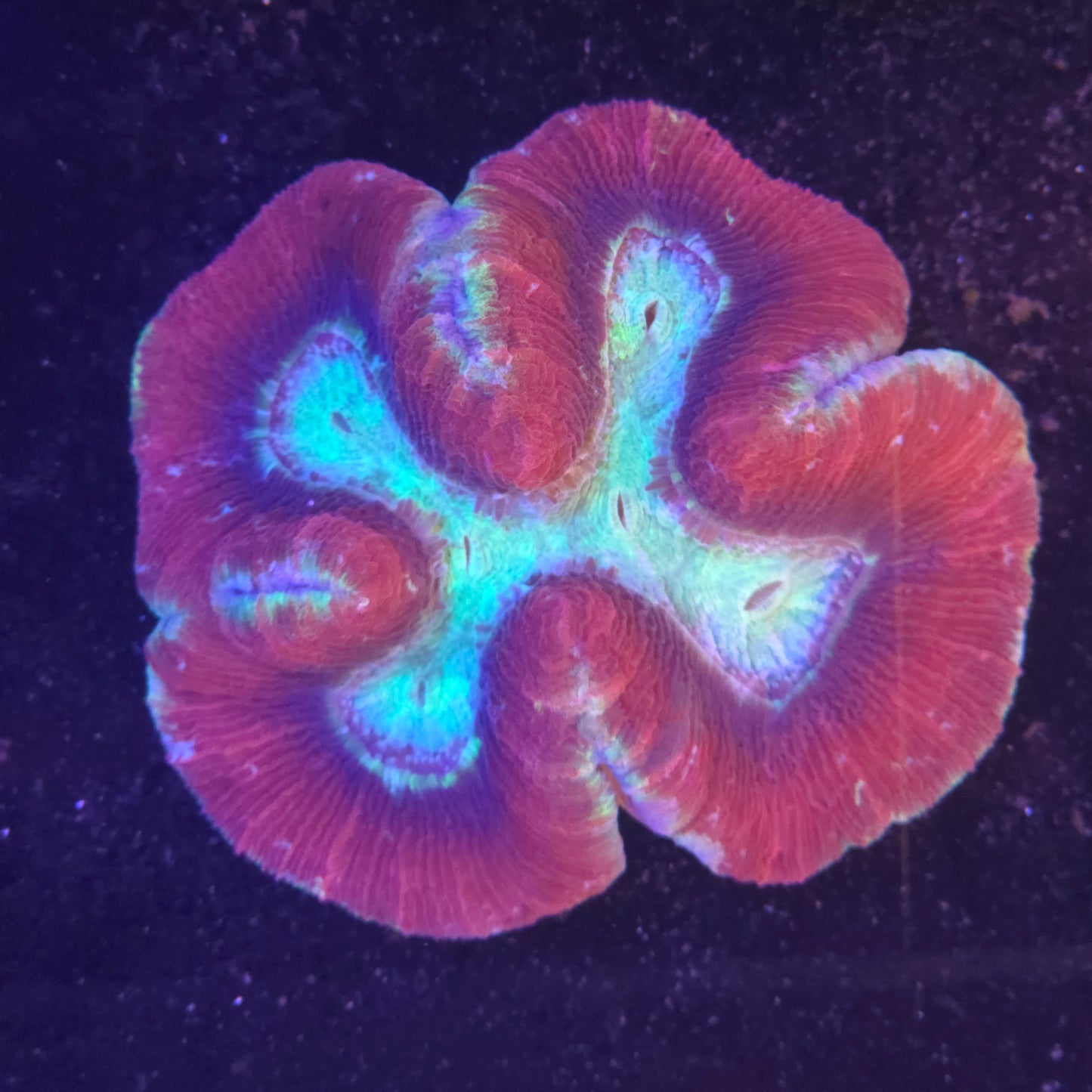 Trachyphyllia