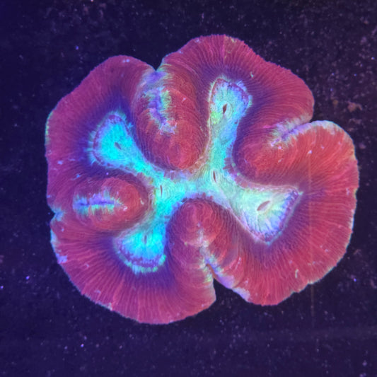 Trachyphyllia