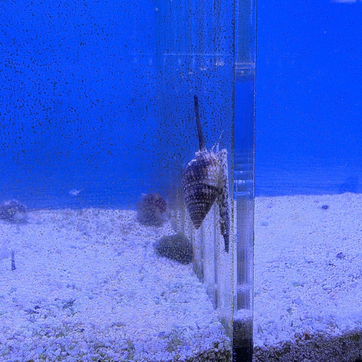 Nassarius Snails
