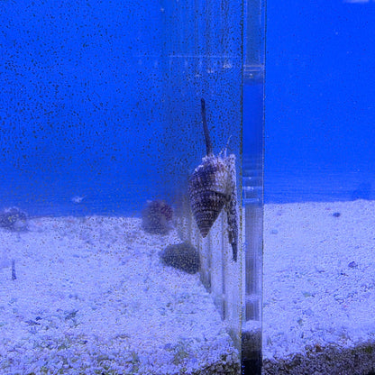 Nassarius Snails