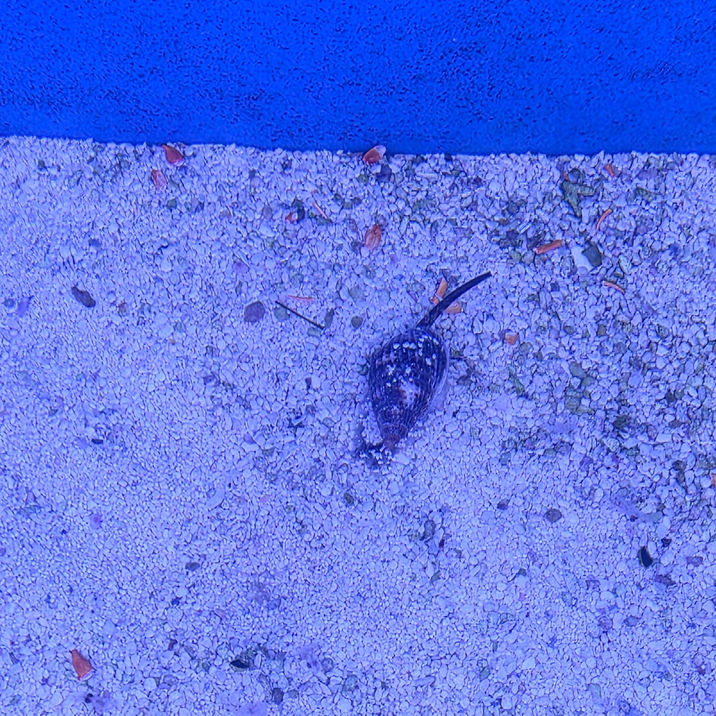Nassarius Snails