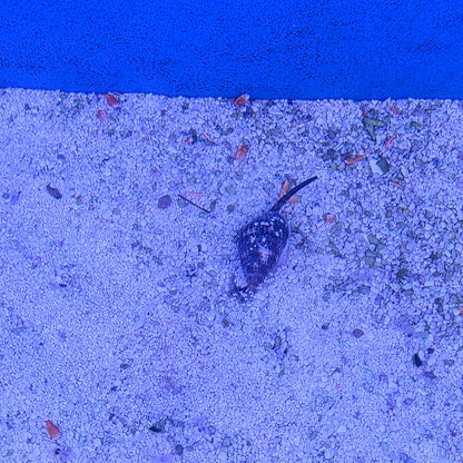 Nassarius Snails