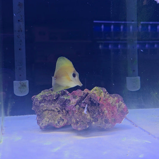 Hybrid Yellow Scopas Tang