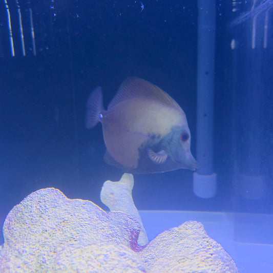 Blue Face Koi Tang
