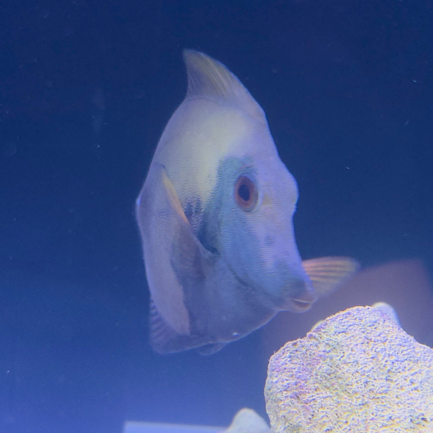 Blue Face Koi Tang