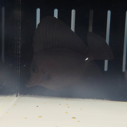 Long Nose Black Tang SM