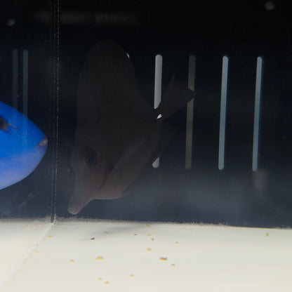 Long Nose Black Tang SM
