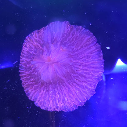Red Plate Coral