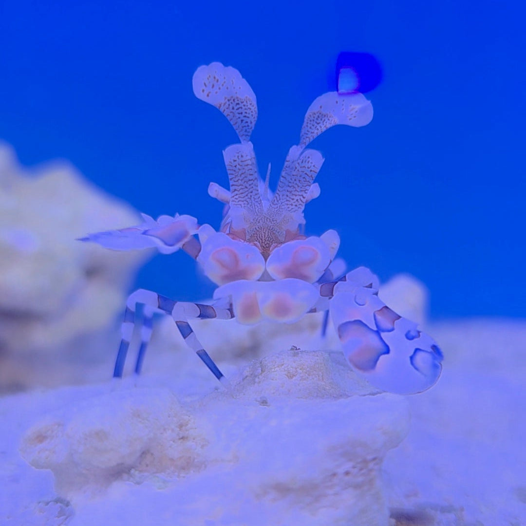 Harlequin Shrimp (Large)