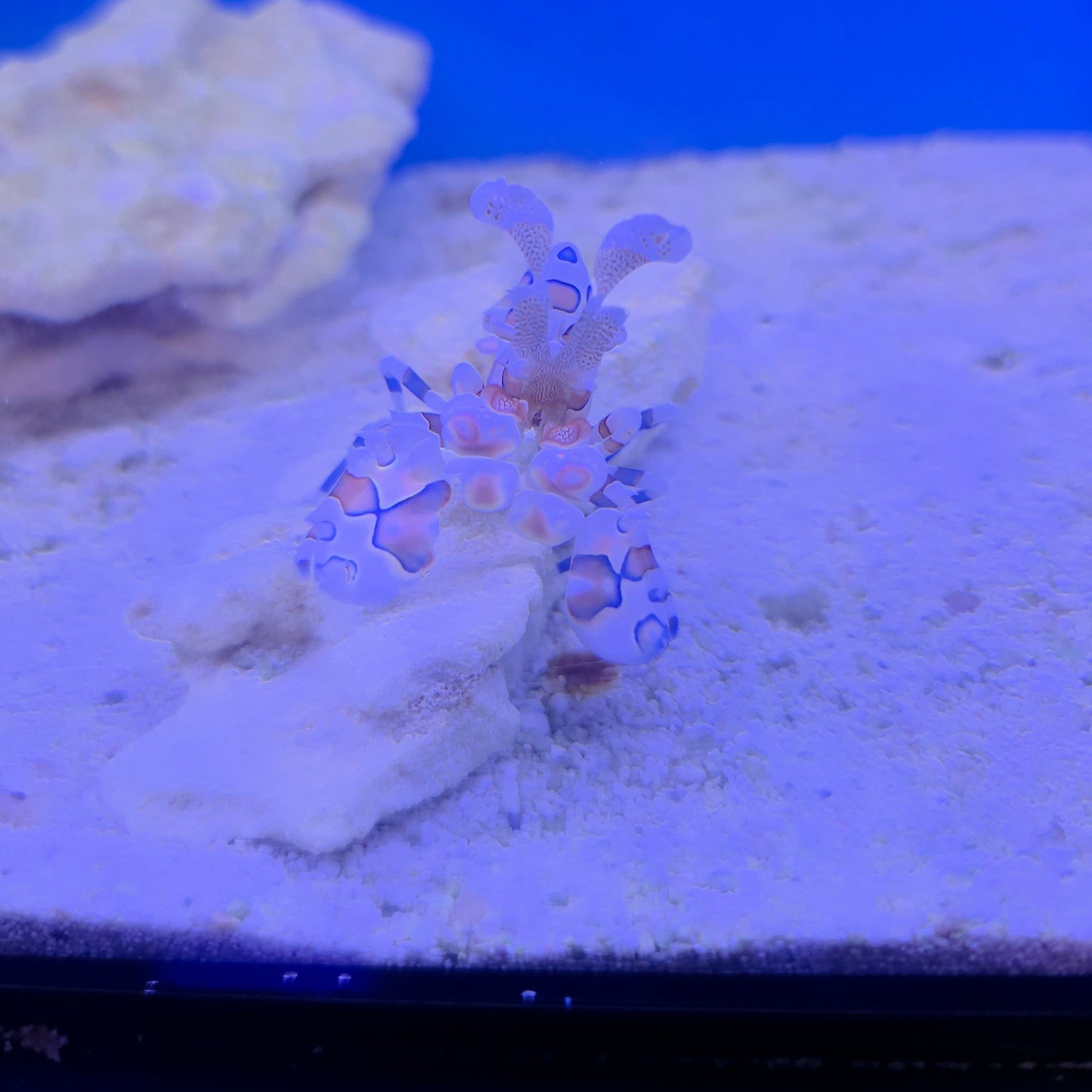 Harlequin Shrimp (Large)