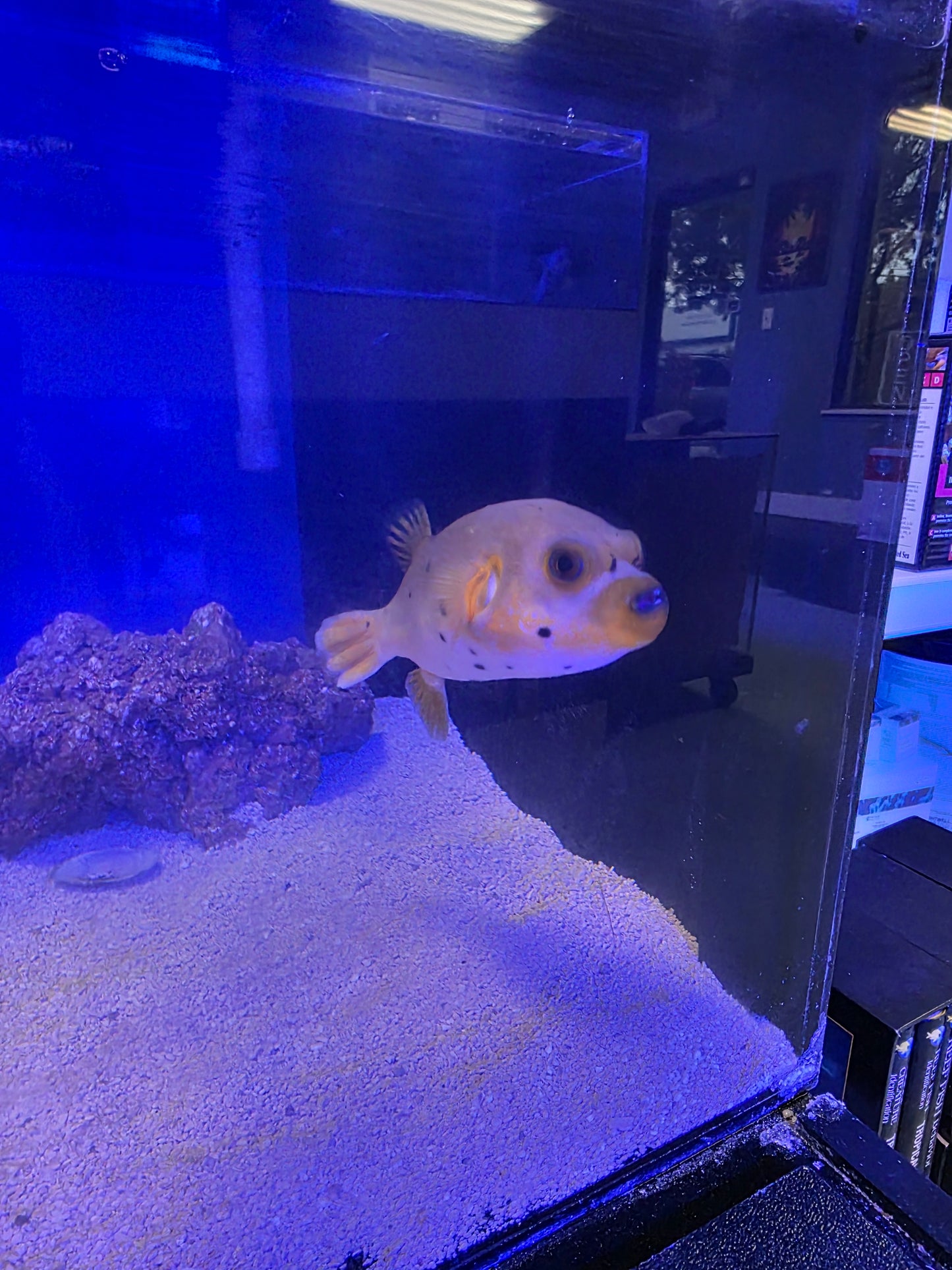 Yellow Belly Dogface Puffer