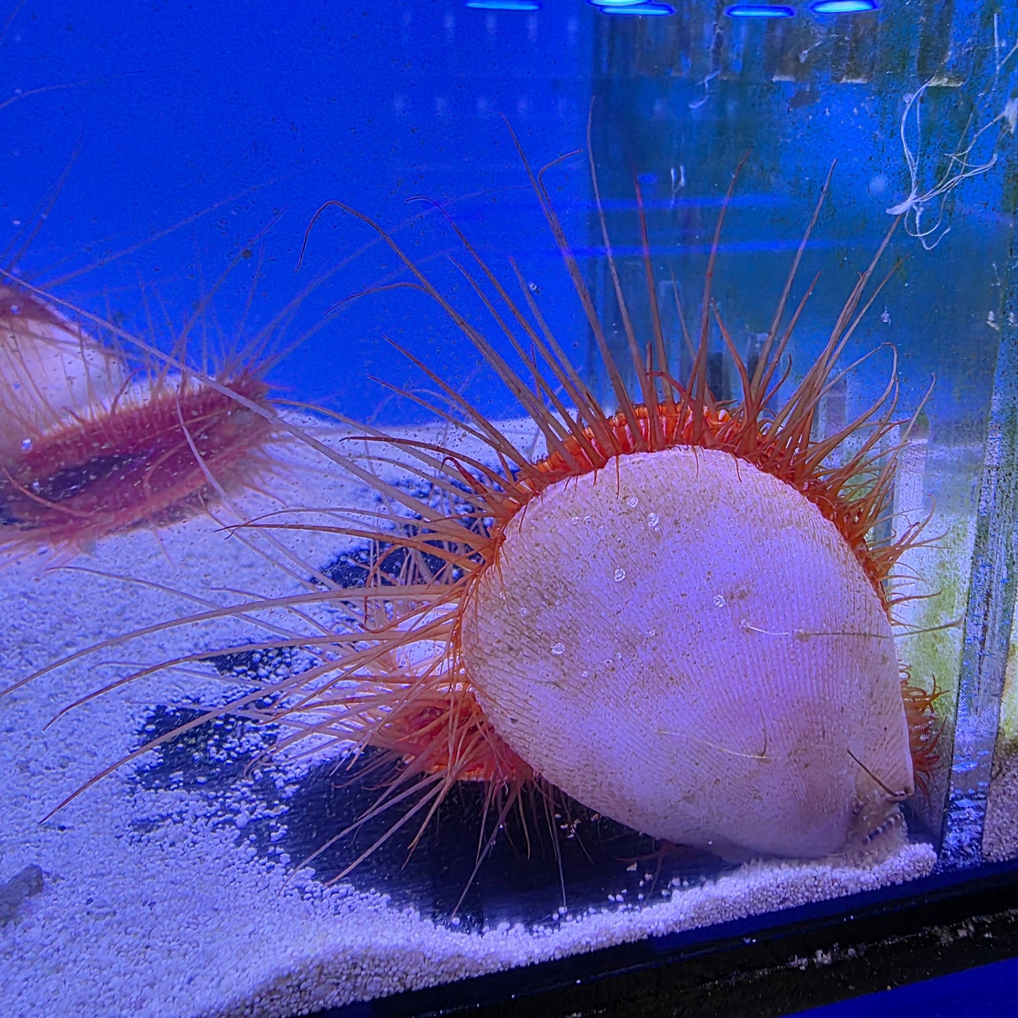 Electric Flame Scallops
