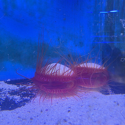 Electric Flame Scallops