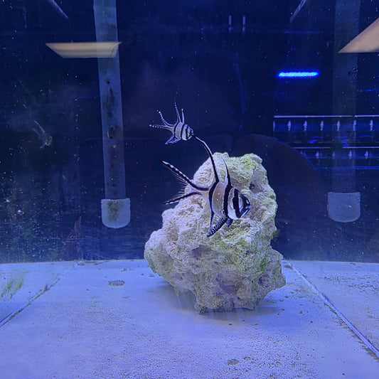 Bangaii Cardinalfish