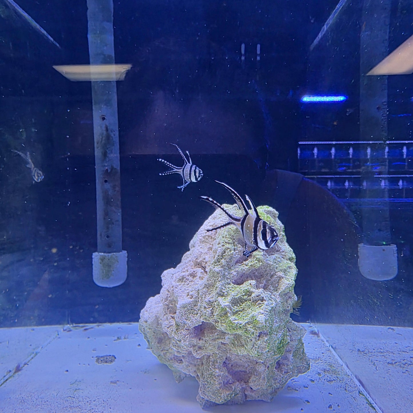 Bangaii Cardinalfish