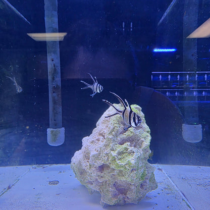 Bangaii Cardinalfish