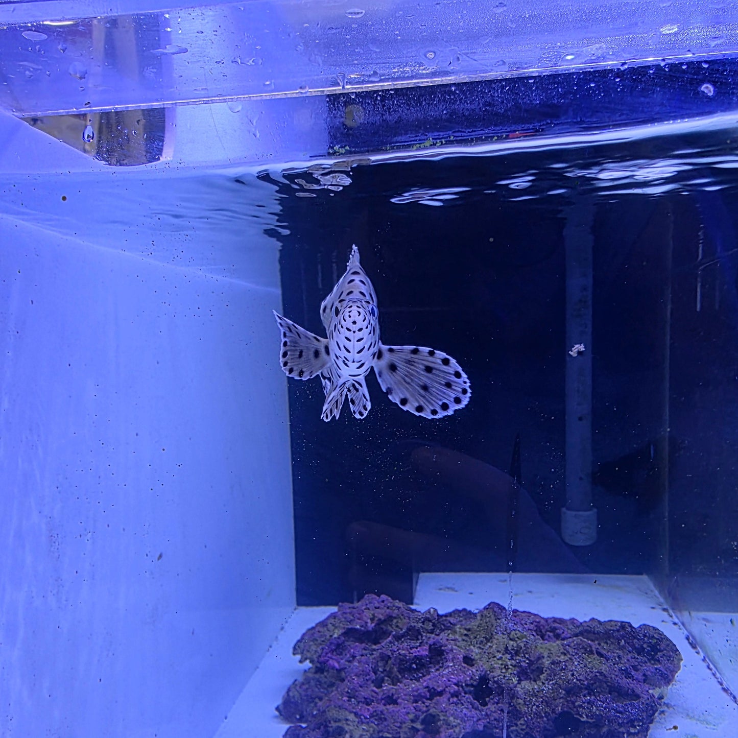 Panther Grouper