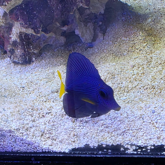 Indo Purple Tang (Small)