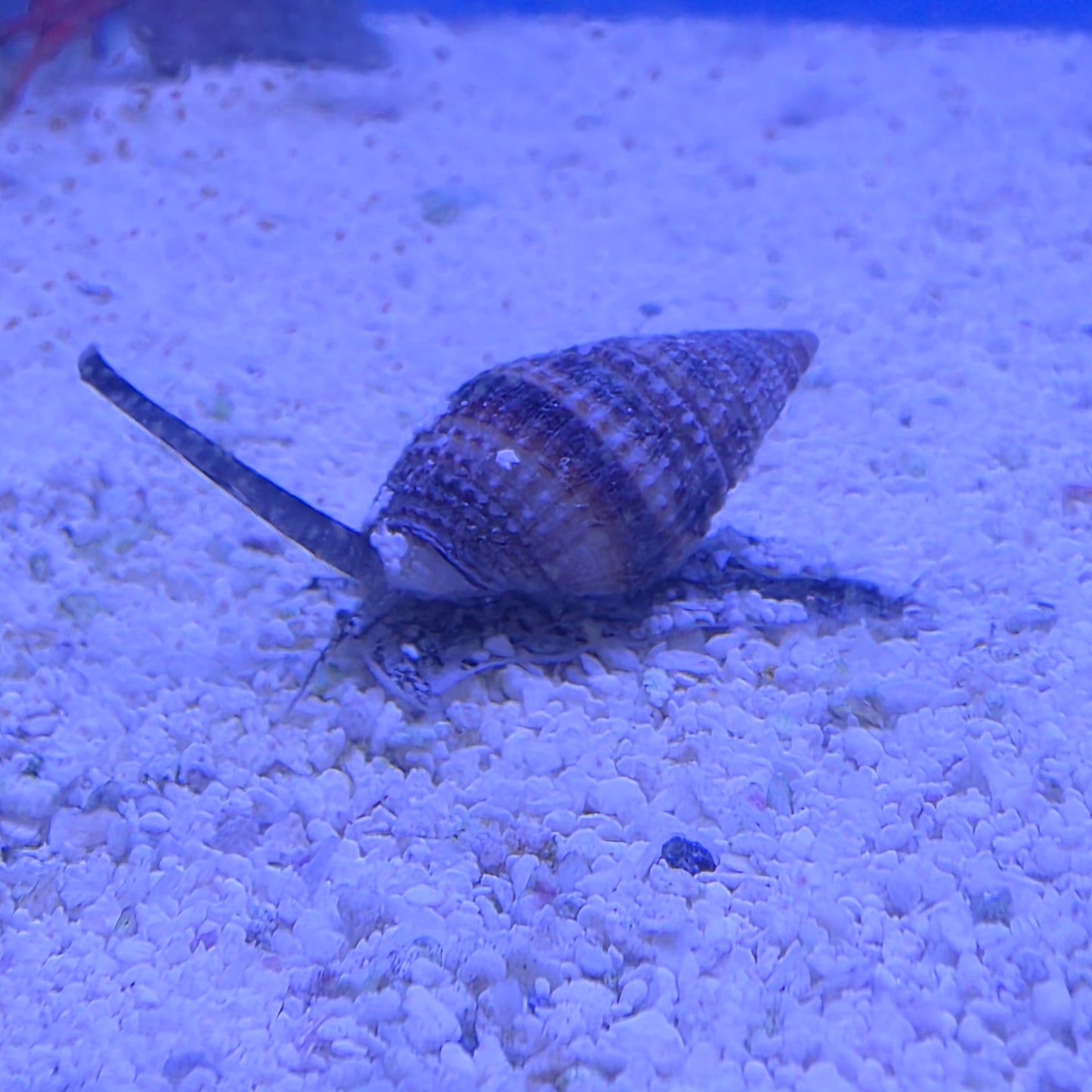 Nassarius Snails
