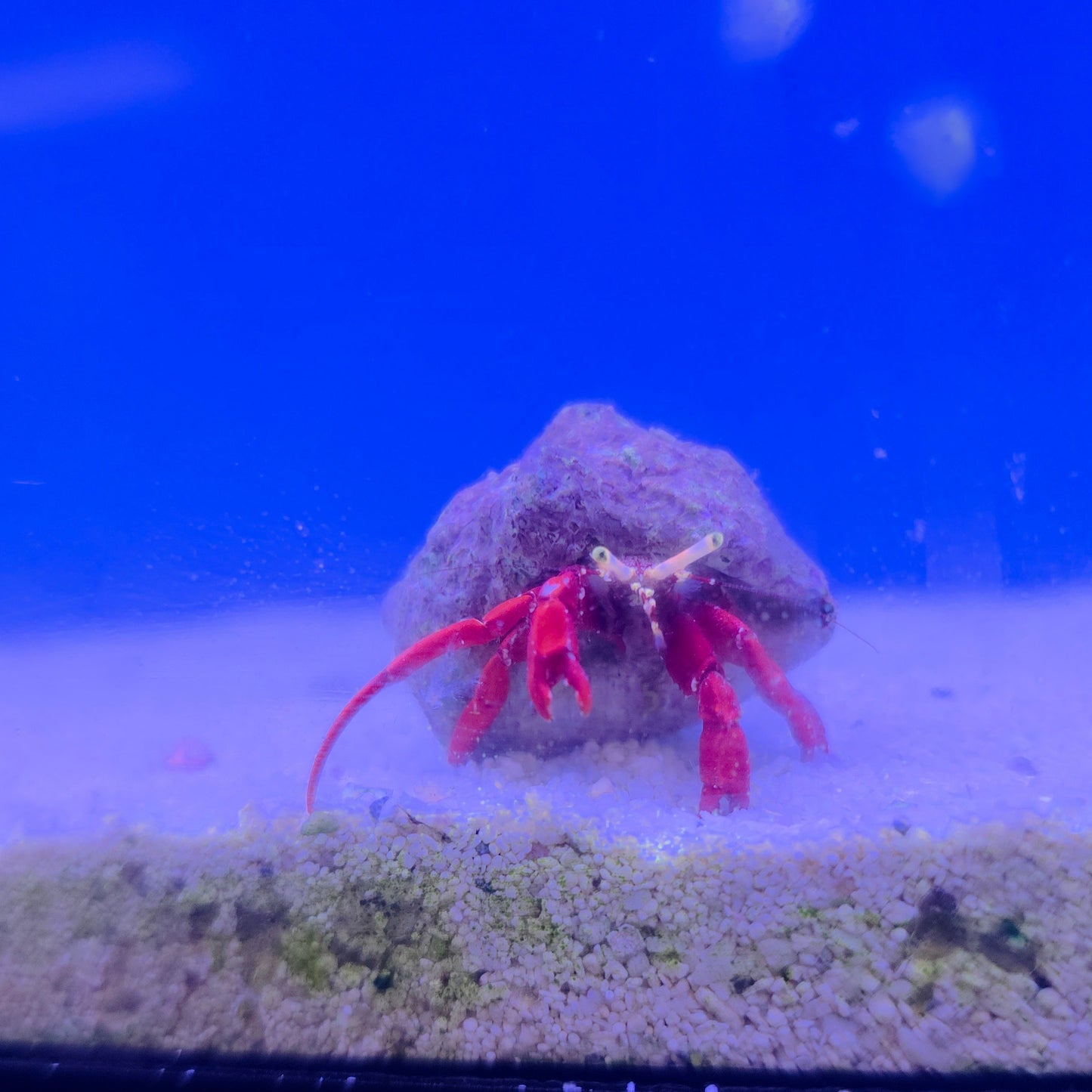 Scarlet Reef Hermit Crab