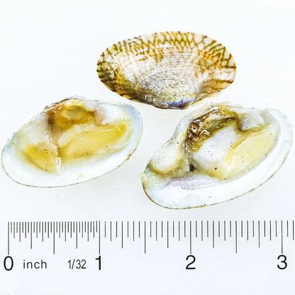 Clams on a Half Shell