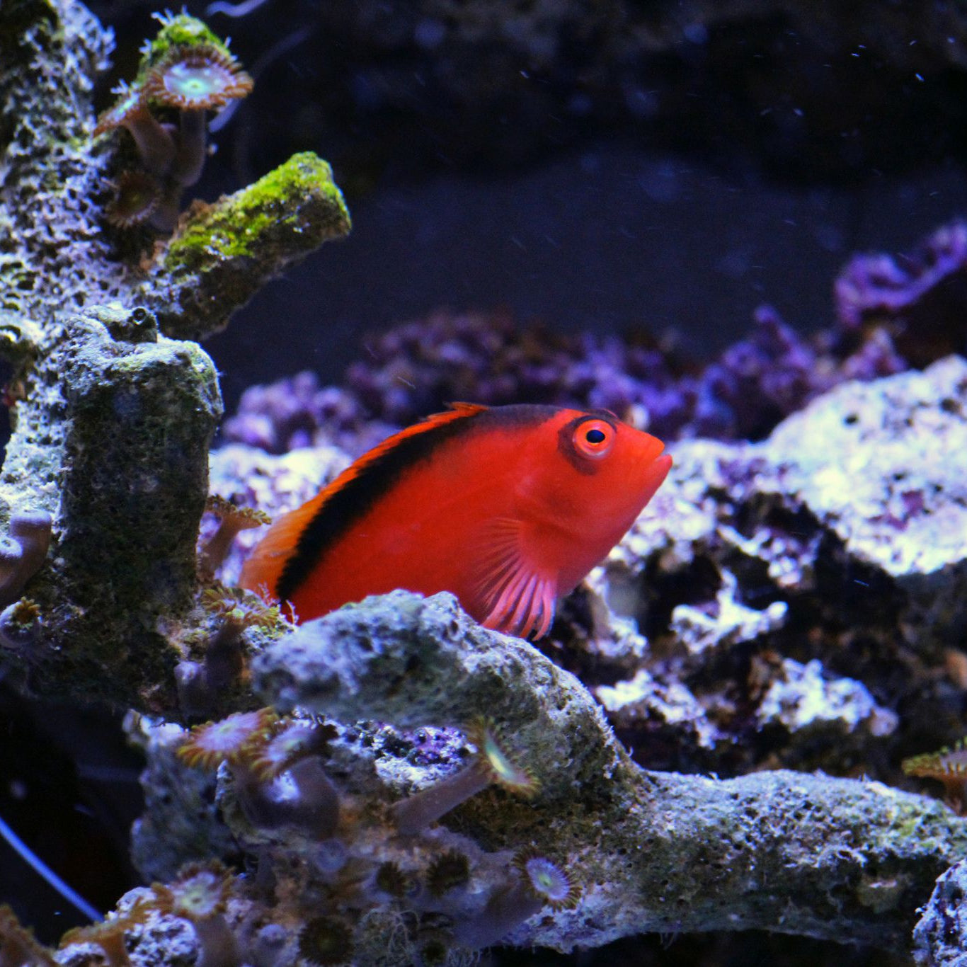 Flame Hawkfish